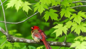 hermaphroditic cardinal bird species