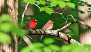 male cardinals are brighter