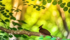 misidentified brown cardinal bird