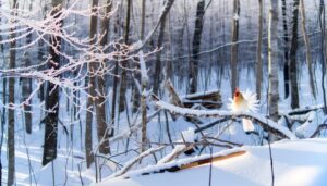 white cardinal bird exists