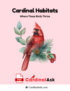 Cardinal Habitats Where These Birds Thrive