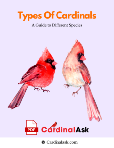 Types of Cardinals A Guide to Different Species