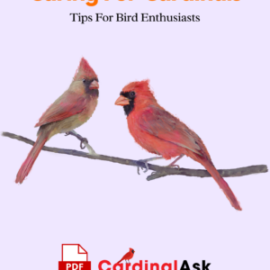 Caring For Cardinals Tips For Bird Enthusiasts