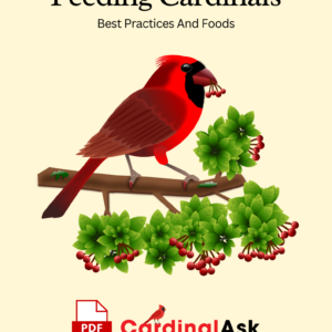 Feeding Cardinals Best Practices And Foods